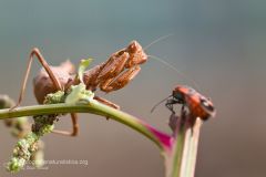 Ameles spallanzania, mantide nana, Dwarf Mantis, Kleine Fangschrecke,