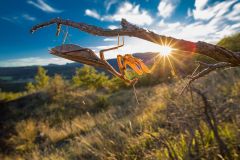 Mantide religiosa, European mantis, praying mantis, Europäische, Gottesanbeterin, santateresa, Mante religieuse,