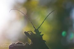 Morimus_asper_Phrissomini_Cerambycidae_longhorn_beetle