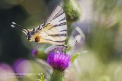 Podalirio, Iphiclides podalirius, Scarce swallowtail, Segelfalter, chupa leche, Flambé,