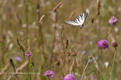 Podalirio, Iphiclides podalirius, Scarce swallowtail, Segelfalter, chupa leche, Flambé,