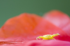 Ragno camaleonte, ragno granchio, Thomisus onustus, crab spider, Thomise enflée-Thomise_enflée