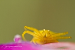 Ragno camaleonte, ragno granchio, Thomisus onustus, crab spider, Thomise enflée-Thomise_enflée_1