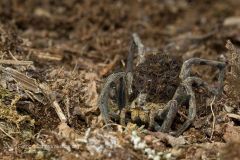 Ragno lupo, lycosidae, wolf spider, Wolfspinnen, araignées-loups -loups