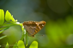 apatura_ilia_lesser_purple_emperor_ Kleine_Schillerfalter_tornasolada_chica_petit_mars_changeant-2c