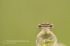 damigella_zygoptera_damselflies_fotografia_macro_photography_