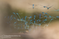 damigella_zygoptera_damselflies_fotografia_macro_photography_