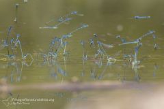 damigella_zygoptera_damselflies_fotografia_macro_photography_