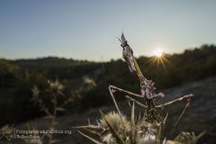 Empusa pennata, conhead mantis, Haubenfangschrecke, mantis palo, empuse commune,