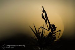 Empusa pennata, conhead mantis, Haubenfangschrecke, mantis palo, empuse commune,