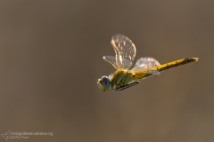 libellule anisoptera dragonflies fotografia macro photography