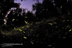 Lucciole, Lampyridae, Luciola, firefly, fireflies, Lucioles