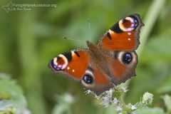 vanessa io, aglais io, inachis io, peaock butterfly, paon du jour, tagpfaunauge,