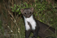 Faina, martes foina, beech marten, stone marten, white breasted marten, Steinmarder, garduña fouine,