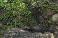 Puzzola, mustela putorius, european polecat, Europäische Iltis, Waldiltis, turón, putois,