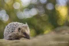 Riccio, Erinaceus europaeus, herisson commun, braunbrustig,, erizo, european, hedgehog,