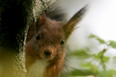 "scoiattolo rosso" "sciurus vulgaris" "red squirrel" "ardilla roja" Eichhörnchen "écureuil d'Eurasie"
