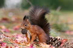 "scoiattolo rosso" "sciurus vulgaris" "red squirrel" "ardilla roja" Eichhörnchen "écureuil d'Eurasie"