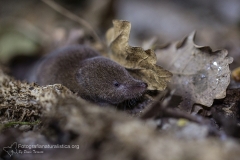 Toporagno appenninico, Sorex samniticus, Apennine shrew,  Musaraigne des apennins,