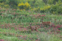 Capriolo, capreolus capreolus, roe deer, Reh, corzo, chevreuil.