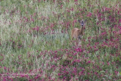 Capriolo, capreolus capreolus, roe deer, Reh, corzo, chevreuil.