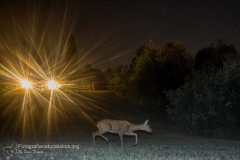 Capriolo, capreolus capreolus, roe deer, Reh, corzo, chevreuil.
