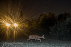 Capriolo, capreolus capreolus, roe deer, Reh, corzo, chevreuil.