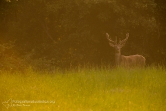 Cervo, cervus elaphus, red deer, ciervo cerf, elaphe rothirsch,