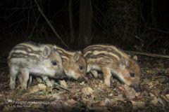 Cinghiale, sus scrofa, wild boar, sanglier, jabali, wildscwein,