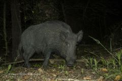 Cinghiale, sus scrofa, wild boar, sanglier, jabali, wildscwein,