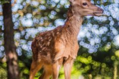 daino, dama dama, fallow deer, Damhirsch, gamo común, Daim européen