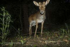 daino, dama dama, fallow deer, Damhirsch, gamo común, Daim européen