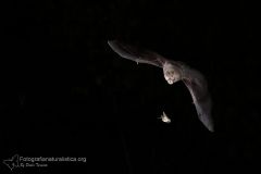 ferro di cavallo minore, Rhinolophus hipposideros, lesser horseshoe bat, murciélago pequeño de herradura, Kleine Hufeisennase, Petit rhinolophe fer à cheval