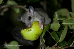 Ghiro, glis glis, edible dormouse, Siebenschläfer, lirón gris, Loir gris,