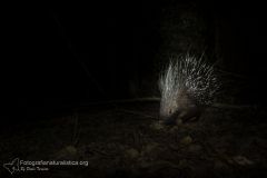 Istrice, hystrix cristata, crested porcupine,   puercoespín crestado, Gewöhnliche Stachelschwein, Porc-épic à crête,