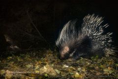 Istrice, hystrix cristata, crested porcupine,   puercoespín crestado, Gewöhnliche Stachelschwein, Porc-épic à crête,