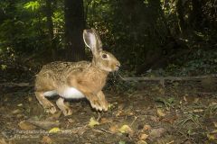 Lepre, lepus europaeus, lievre, feldhase, lièvre d'Europe, European Hare