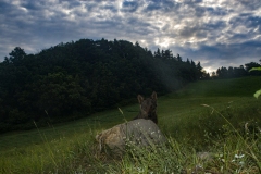 Lupo appenninico, Canis lupus italicus, appennine wolf, eurasian wolf, lobo europeo, lobo comun, Loup gris commun,