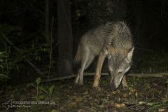 Lupo appenninico, Canis lupus italicus, appennine wolf, eurasian wolf, lobo europeo, lobo comun, Loup gris commun,