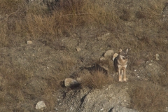 Lupo appenninico, Canis lupus italicus, appennine wolf, eurasian wolf, lobo europeo, lobo comun, Loup gris commun,