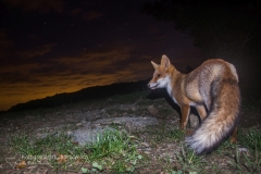 volpe, vulpes vulpes, red fox, Rotfuchs, zorro común, zorro rojo, Renard roux