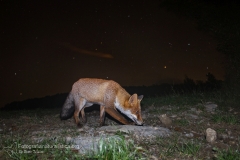 volpe, vulpes vulpes, red fox, Rotfuchs, zorro común, zorro rojo, Renard roux