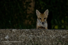 volpe, vulpes vulpes, red fox, Rotfuchs, zorro común, zorro rojo, Renard roux