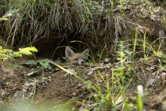 volpe, vulpes vulpes, red fox, Rotfuchs, zorro común, zorro rojo, Renard roux