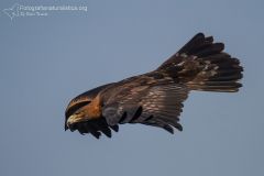 aquila reale, aquila chrysatos, golden eagle,  Steinadler, águila real, Aigle royal