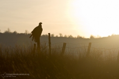 aquila reale, aquila chrysatos, golden eagle,  Steinadler, águila real, Aigle royal