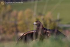 aquila reale, aquila chrysatos, golden eagle,  Steinadler, águila real, Aigle royal