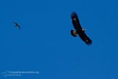 aquila reale, aquila chrysatos, golden eagle,  Steinadler, águila real, Aigle royal