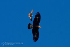 aquila reale, aquila chrysatos, golden eagle,  Steinadler, águila real, Aigle royal