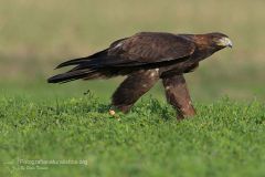 aquila reale, aquila chrysatos, golden eagle,  Steinadler, águila real, Aigle royal